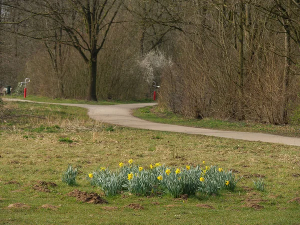 Alman Westphalia 'sında bir gölde bahar zamanı.