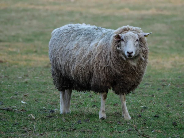 Schafe Auf Einer Wiese Deutschland — Stockfoto