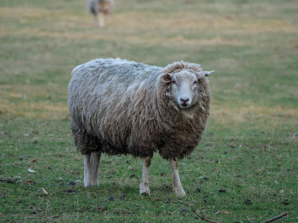 Schapen Een Weide Duitsland — Stockfoto