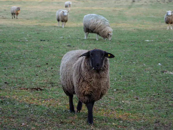 Almanya bir çayır üzerinde koyun