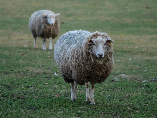 Almanya bir çayır üzerinde koyun