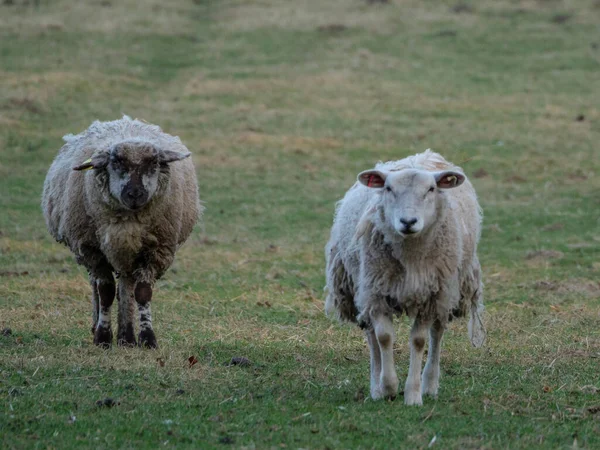 Schapen Een Weide Duitsland — Stockfoto