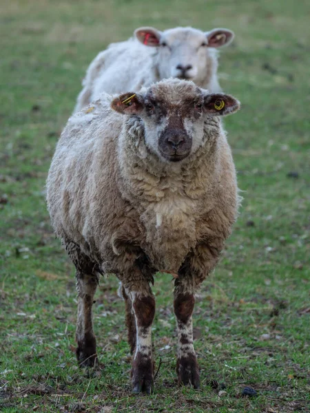 Alman Westphalia 'sında bir gölde bahar zamanı.