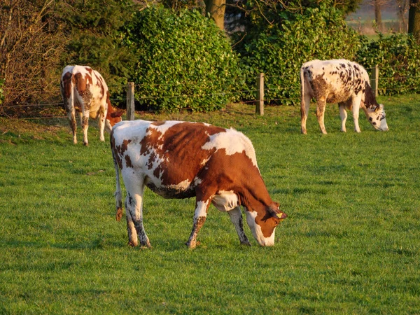Cows Meadow Westphalia — Stock Photo, Image