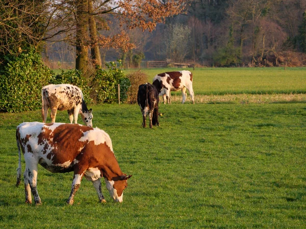 Krávy Louce Vestfálsku — Stock fotografie