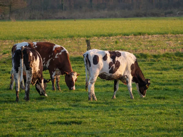 Kor Äng Westfalen — Stockfoto