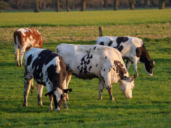 Koeien Een Weide Westfalen — Stockfoto