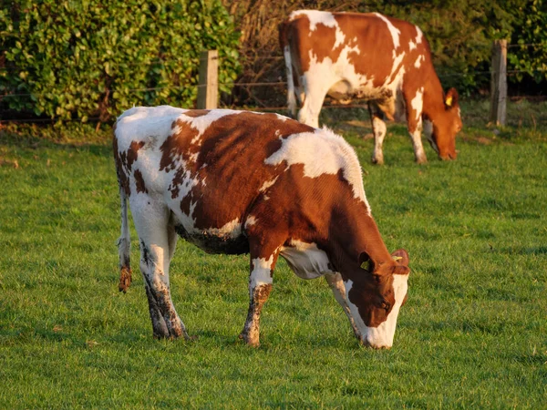 Vestfalya 'da bir çayırda inekler