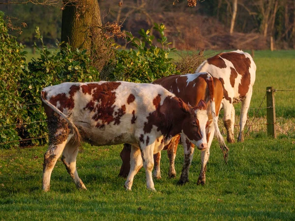 Koeien Een Weide Westfalen — Stockfoto