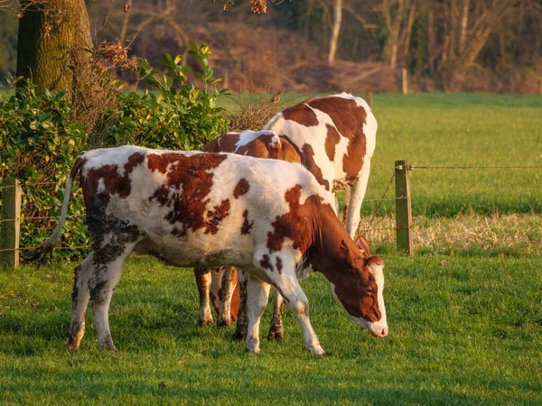 Vaches Sur Une Prairie Westphalie — Photo