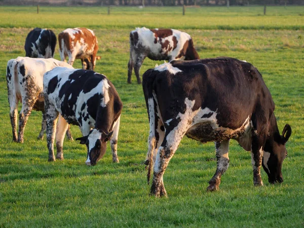 Koeien Een Weide Westfalen — Stockfoto