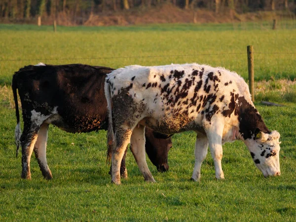 Vacas Prado Westphalia — Fotografia de Stock