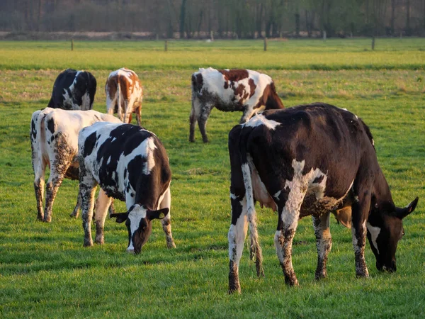 Koeien Een Weide Westfalen — Stockfoto