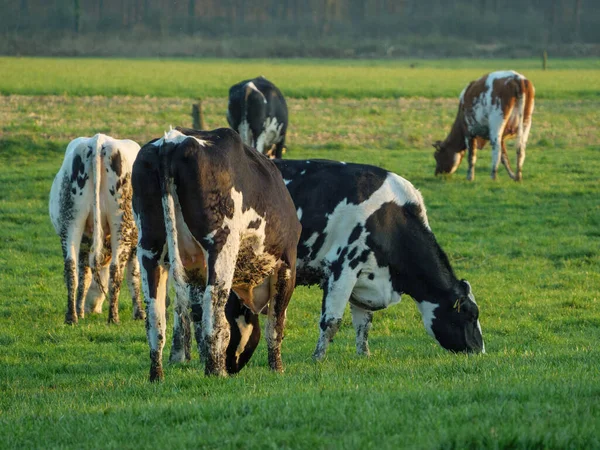 Vacas Prado Westfalia —  Fotos de Stock
