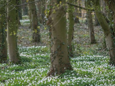 Westphalia 'daki Raesfeld' de bahar geldi.