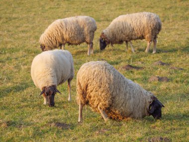 Almanya bir çayır üzerinde koyun