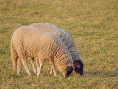 Almanya bir çayır üzerinde koyun