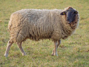 Almanya bir çayır üzerinde koyun