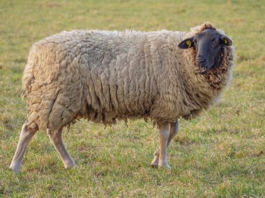 Almanya bir çayır üzerinde koyun