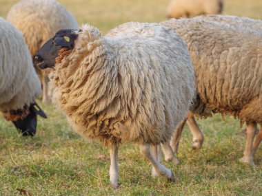 Almanya bir çayır üzerinde koyun