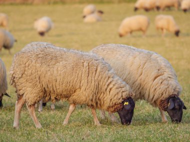 Almanya bir çayır üzerinde koyun
