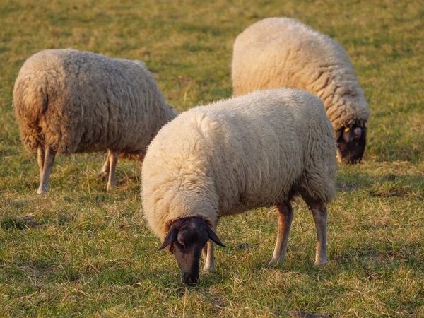 Moutons Sur Une Prairie Allemagne — Photo