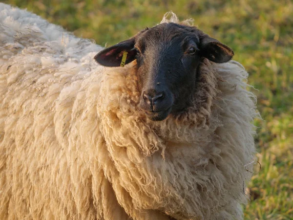 Pecore Prato Germania — Foto Stock