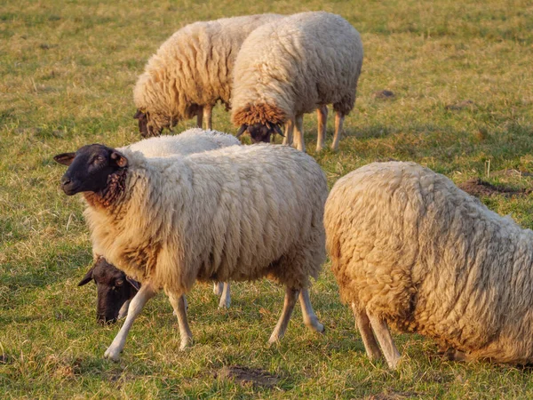 Pecore Prato Germania — Foto Stock