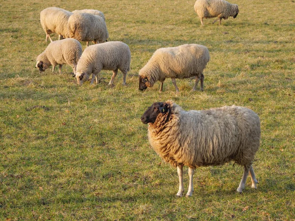 Schapen Een Weide Duitsland — Stockfoto