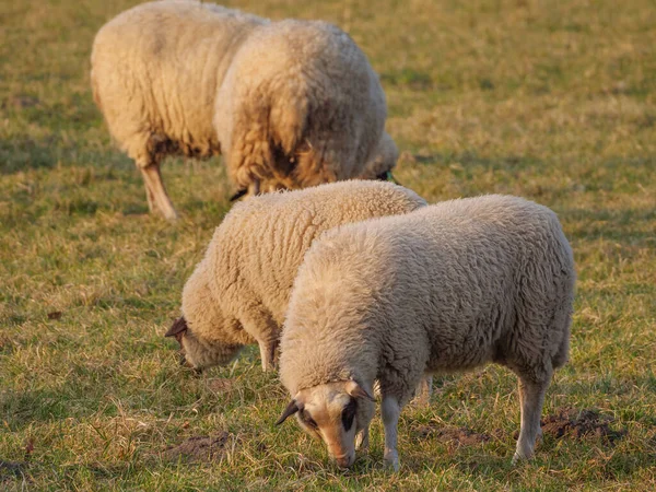 Schapen Een Weide Duitsland — Stockfoto