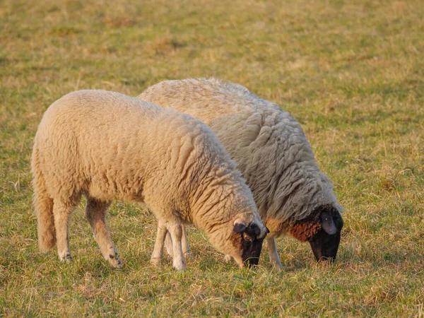 Schapen Een Weide Duitsland — Stockfoto