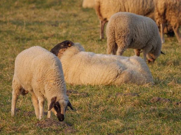 Owce Łące Niemczech — Zdjęcie stockowe