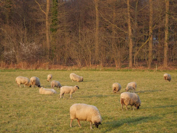 Ovelhas Prado Alemanha — Fotografia de Stock