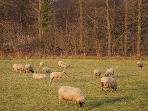 Sheeps Meadow Germany — Stock Photo, Image