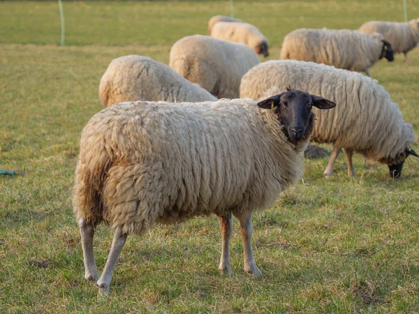 Birkák Réten Németország — Stock Fotó