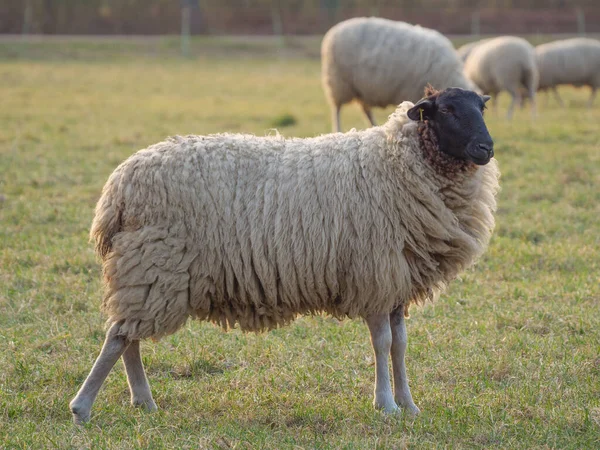 Birkák Réten Németország — Stock Fotó