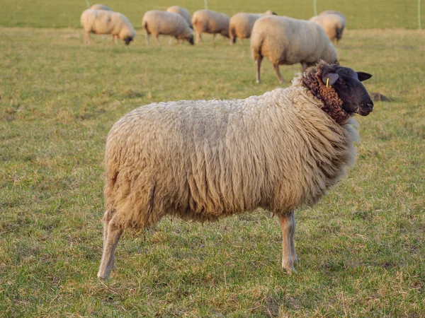 Schapen Een Weide Duitsland — Stockfoto