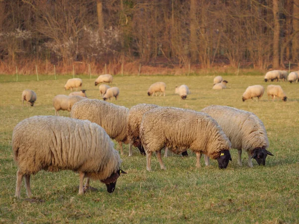 Schapen Een Weide Duitsland — Stockfoto