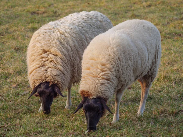 Schafe Auf Einer Wiese Deutschland — Stockfoto