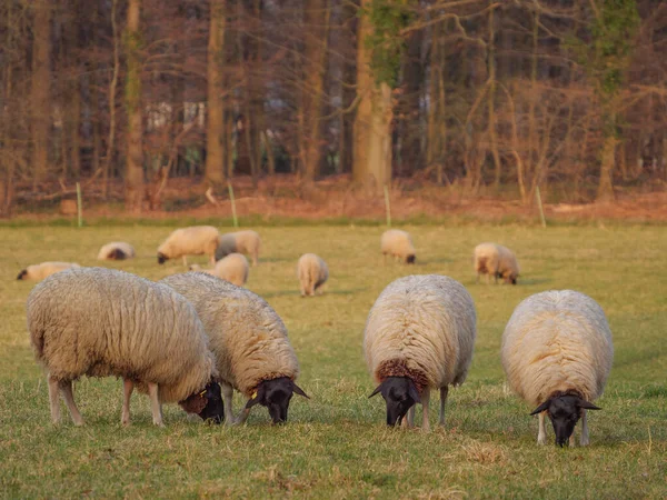 Ovelhas Prado Alemanha — Fotografia de Stock