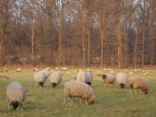 Schafe Auf Einer Wiese Deutschland — Stockfoto