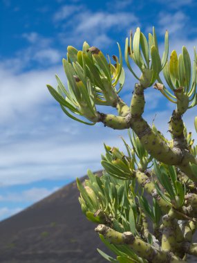 İspanya 'daki Lanzarote Adası