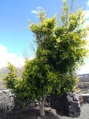 İspanya 'daki Lanzarote Adası