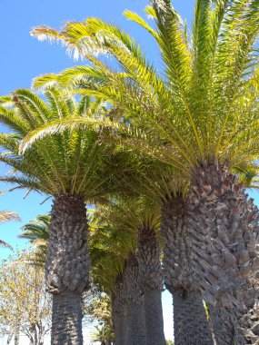 İspanya 'daki Lanzarote Adası