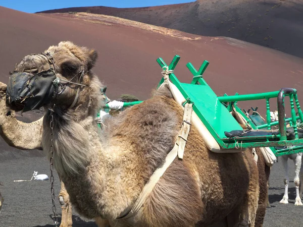 Insel Lanzarote Spanien — Stockfoto