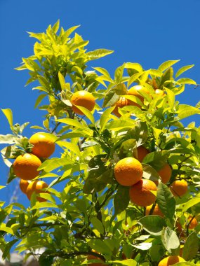 İspanya Malaga şehir