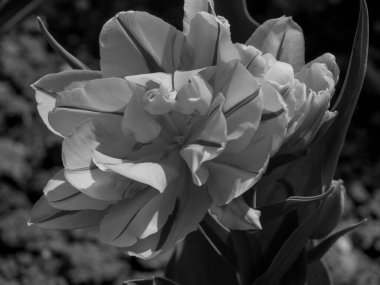 Hollanda 'daki eski şato