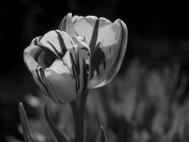 Hollanda 'daki eski şato