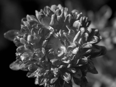 Nehrin kıyısındaki Papenburg şehrinde.