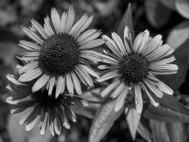 Nehrin kıyısındaki Papenburg şehrinde.